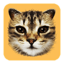 #cat