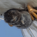 Rat