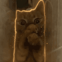 stuckcat
