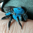 Bluebee