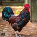 COCK