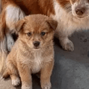 来福