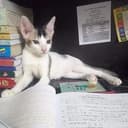 KITTU