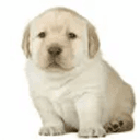 Perrito