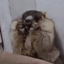 YêuYêu