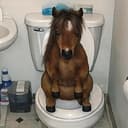 POOPHORSI
