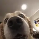 AnimalGPT