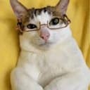 catjak