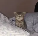 miso