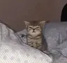 miso