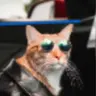 Meowmy