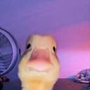 DUCKZ