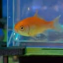 Blub