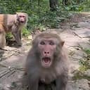 Monkey