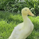 Louie