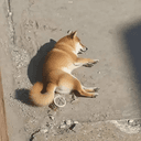 BONK