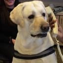 CallDog