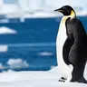 $PENGU