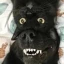 MEOWF