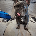 Gizmo