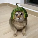 MELONCAT