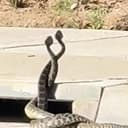 SNAKES