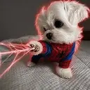spiderdog