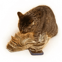 cashcat