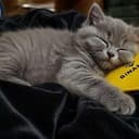 SLEEPCAT