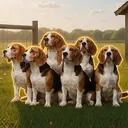 Beagles