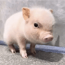 Mingpiad