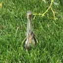 HERON