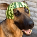 dogwif