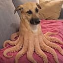 OCTO