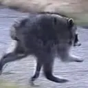 Jimothy