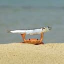 Crab