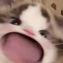 wawacat