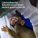 Labmonkey