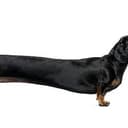 CASHDOG