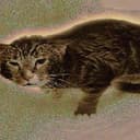 WETCAT