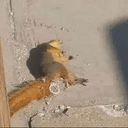 RNUT