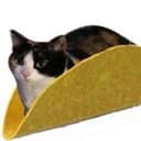 taco cat