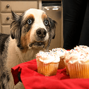 CupDog