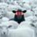 BLACKSHEEP