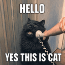 CALLCAT