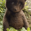 cub