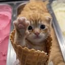 CatCone