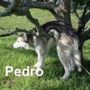 Pedro