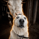 Labrador
