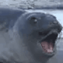SEAL